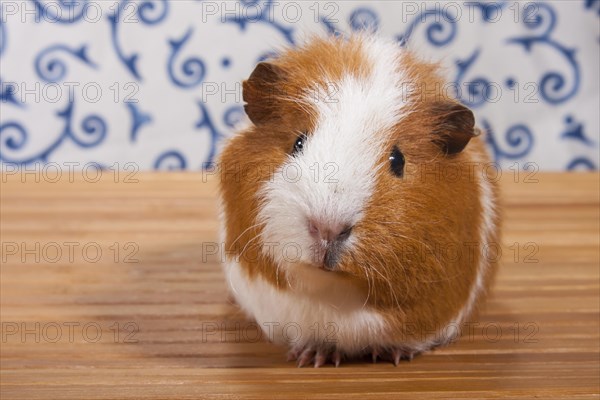 Guinea Pig