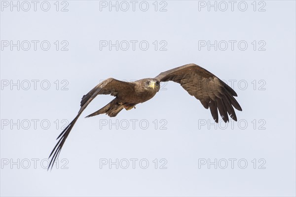 Yellow-billed Kite (Milvus aegyptius) in flight