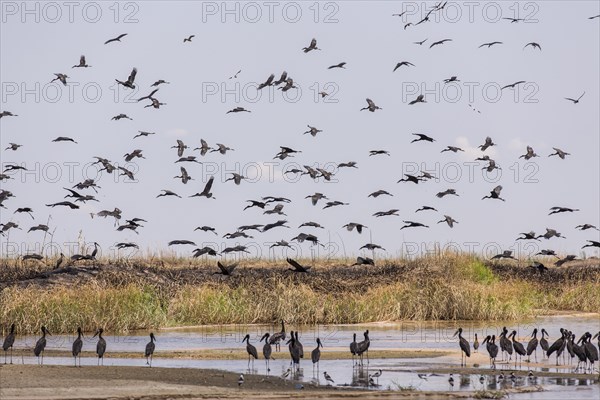 African Openbills (Anastomus lamelligerus) at the Zambei river