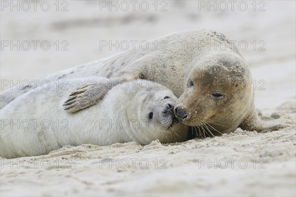 Grey Seals (Halichoerus grypus)