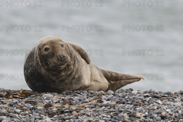 Grey Seal (Halichoerus grypus)