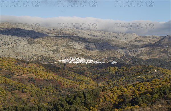 The white village of Cartajima above the Genal river valley with its Sweet Chestnut trees (Castanea sativa) in autumn