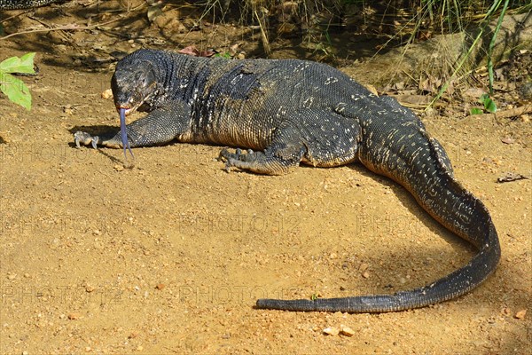 Water Monitor (Varanus salvator salvator)