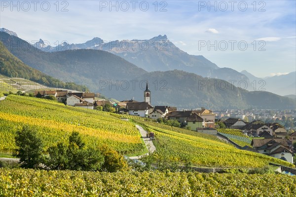 Small town surrounded by vineyards