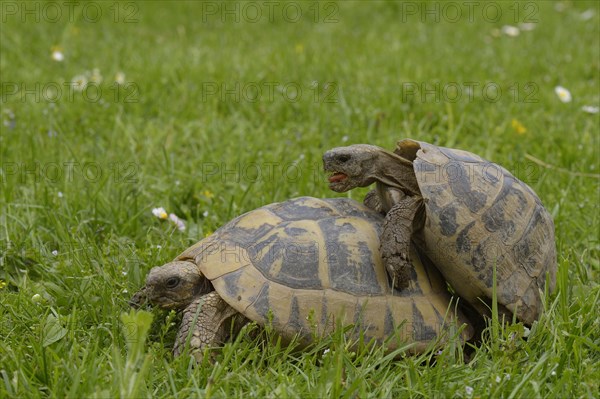 Greek Tortoises (Testudo hermanni)