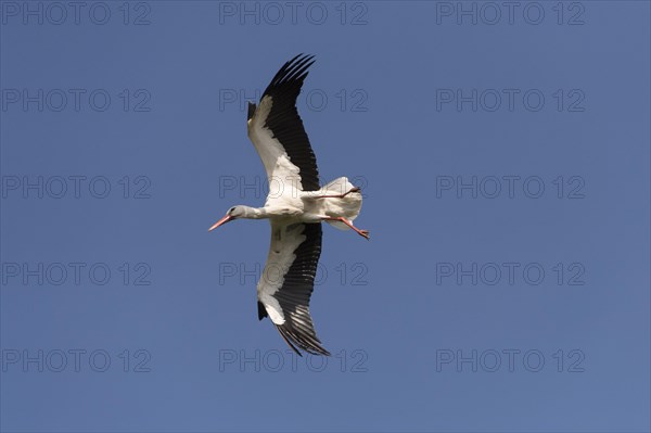 White Stork (Ciconia ciconia)