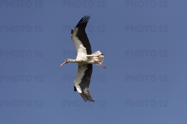 White Stork (Ciconia ciconia)