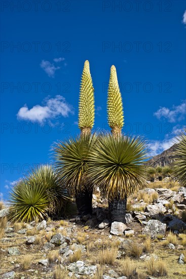 Queen of the Andes (Puya raimondii)