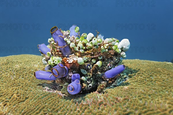 Small colony of various Sea Squirts (Tunicata) on Brain Coral or Stony Coral (Faviidae)