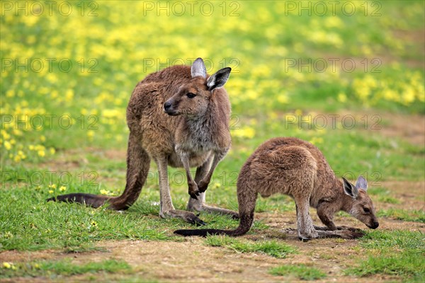 Kangaroo Island Kangaroos (Macropus fuliginosus fuliginosus)