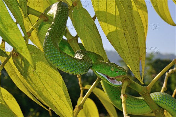 Barat Bamboo pitviper (Trimeresurus sabahi barati)