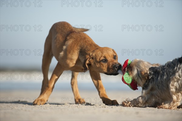 A Yorkshire Terrier and a mixed breed puppy playing on the beach