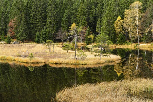 Autumn in the Naturschutzgebiet Kleiner Arbersee nature reserve