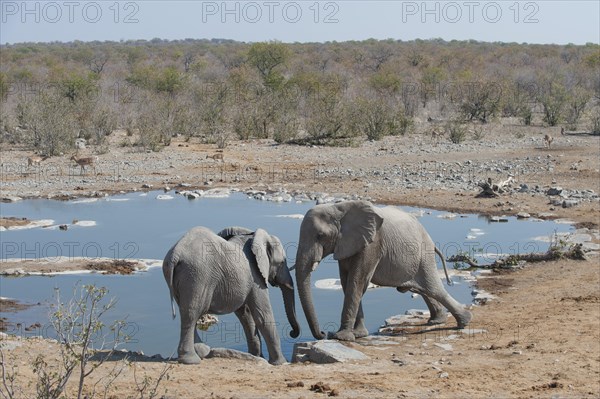 Two African Elephants (Loxodonta africana) pushing against each other