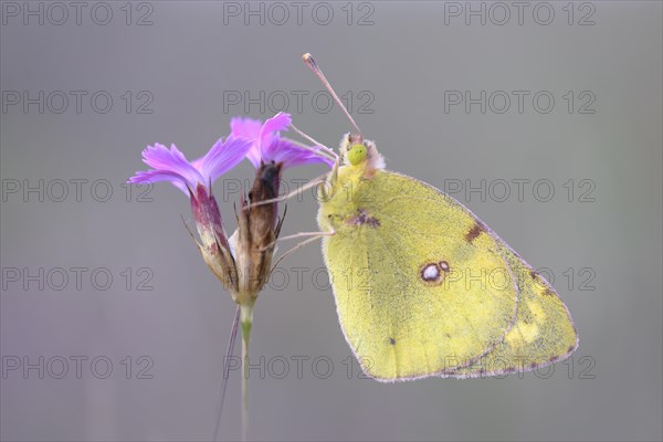 Pale Clouded Yellow (Colias hyale)