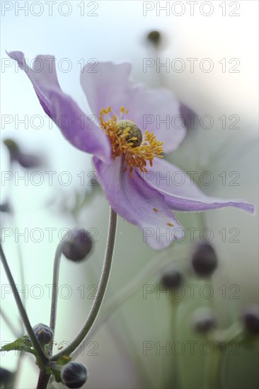 Japanese Anemone (Anemone sp.)