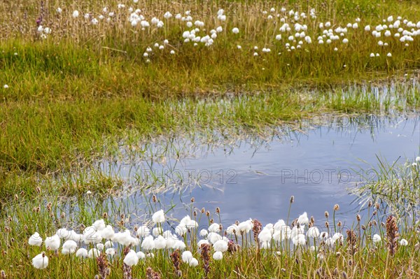 Arctic Cotton Grass (Eriophorum scheuchzeri ssp. arcticum)