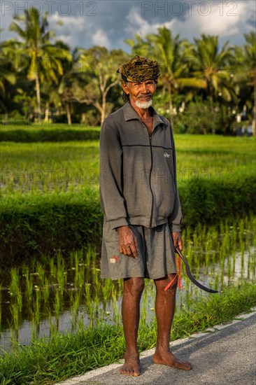 Elderly rice farmer wearing a head scarf