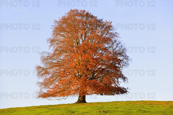 European Beech (Fagus sylvatica) in autumn