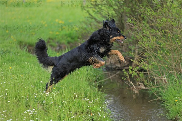 Hovawart jumping over brook