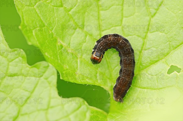 Caterpillar