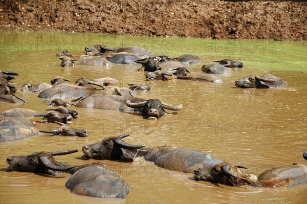 Water Buffalo (Bubalus arnee) in water
