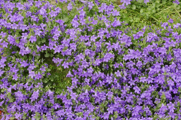 Dalmatian Bellflower or Adria Bellflower (Campanula portenschlagiana)