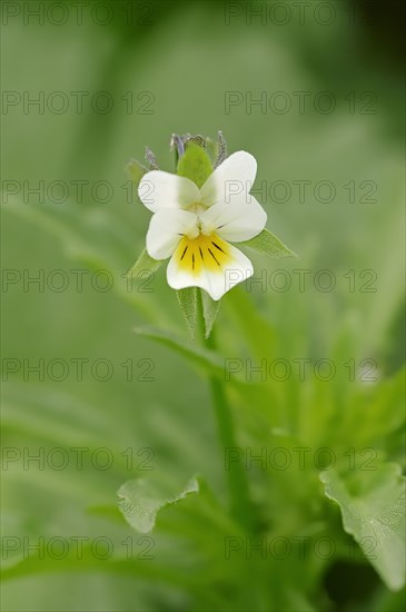 Field Pansy (Viola arvensis)