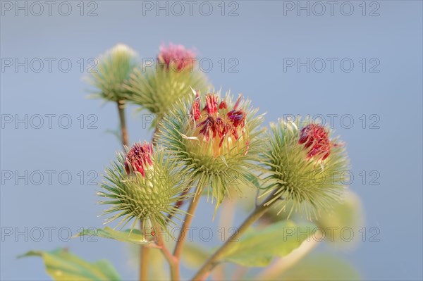 Greater Burdock (Arctium lappa)