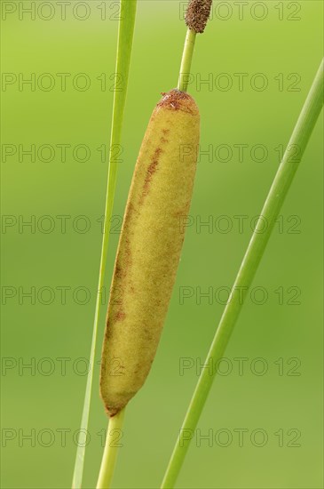 Lesser Bulrush (Typha angustifolia)