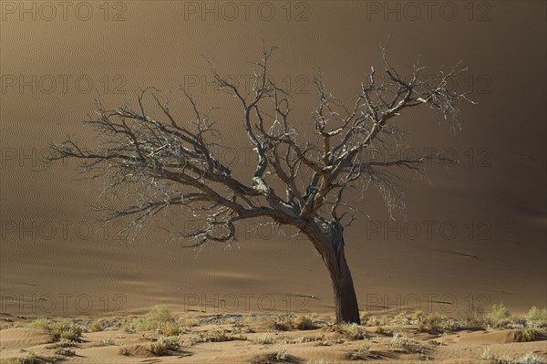 Dead tree against a sand dune in the Tsauchab Valley