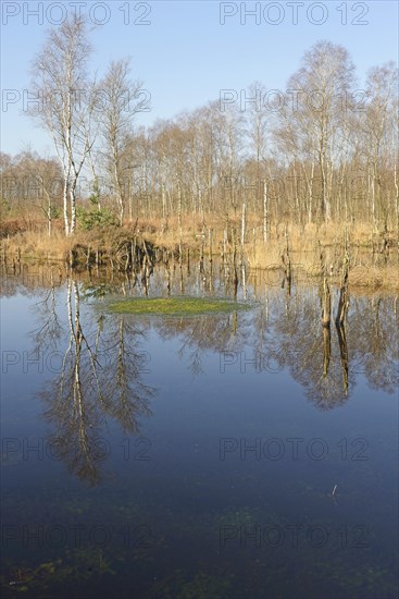 Rewetted moor