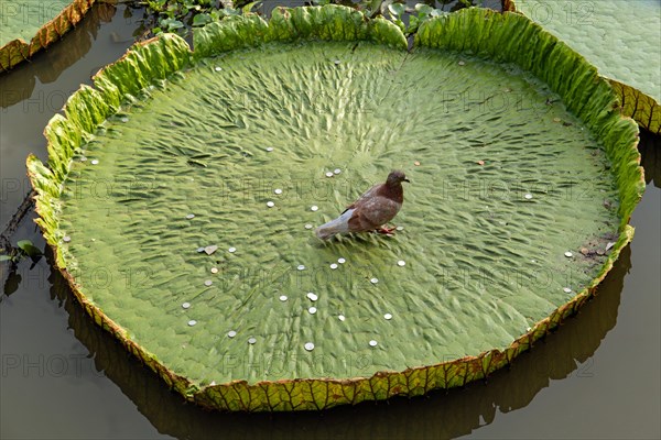 Pigeon and coins in a Giant Water Lily (Victoria sp.)