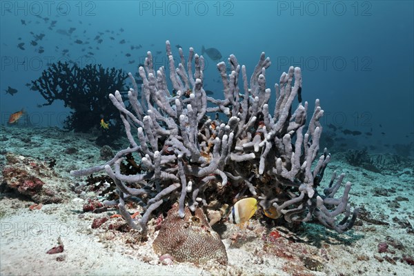 Sponge (Cribrochalina sp.)