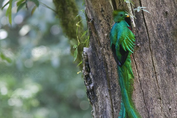 Resplendent quetzalv (Pharomachrus mocinno)