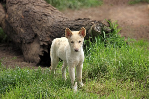 Dingo (Canis familiaris dingo)