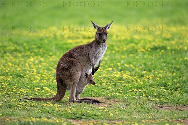 Kangaroo Island Kangaroos (Macropus fuliginosus fuliginosus)