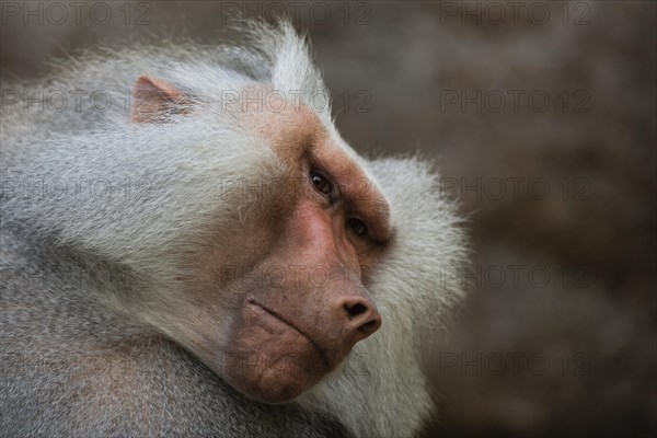 Hamadryas Baboon (Papio hamadryas)