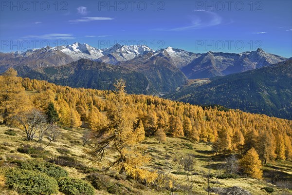 Larch forest (Larix) in autumn