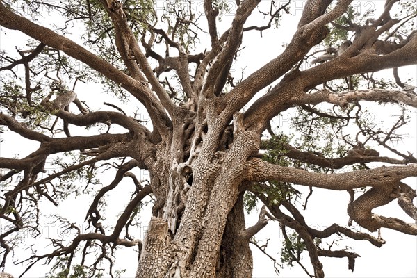 Argan (Argania spinosa)