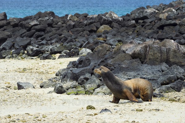 Galapagos Sea Lion (Zalophus californianus wollebaeki)