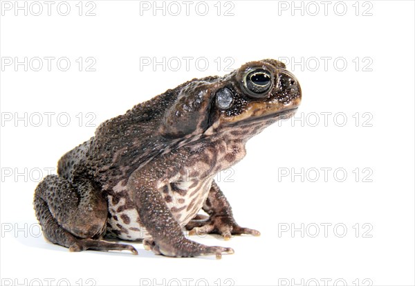 Cane Toad (Rhinella marina)