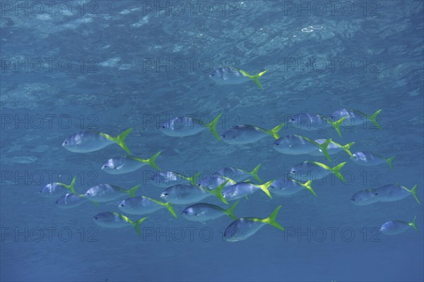 Yellow and Blueback Fusiliers (Caesio teres)