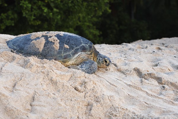 Green Sea Turtle (Chelonia mydas)