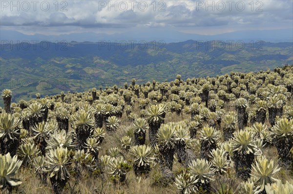 Frailejon or Fraylejon (Espeletia pycnophylla) plants in the paramo landscape