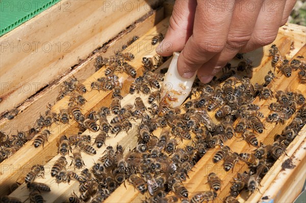 Beekeeping