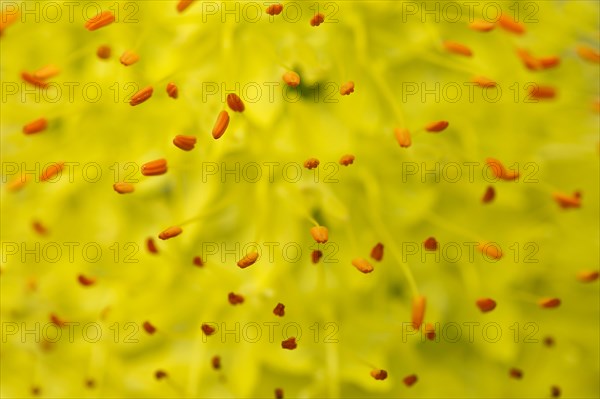 Stamens