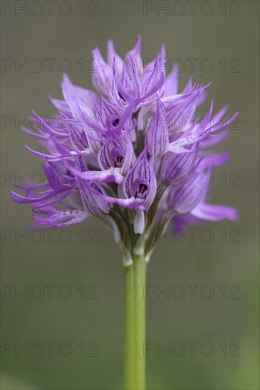 Naked Man Orchid or Italian Orchid (Orchis italica)