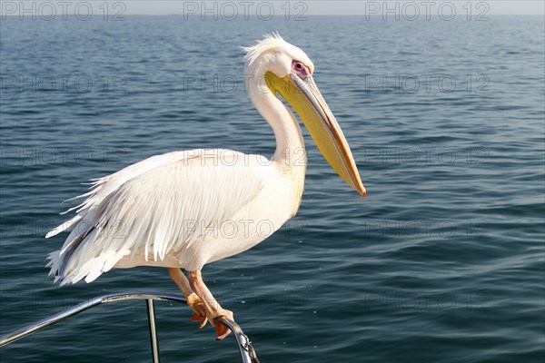 Great White Pelican (Pelecanus onocrotalus)