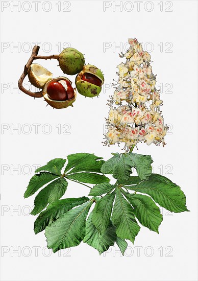 Horse Chestnut (Aesculus hippocastanum)
